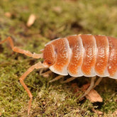 Porcellio hoffmannseggi “Orange”